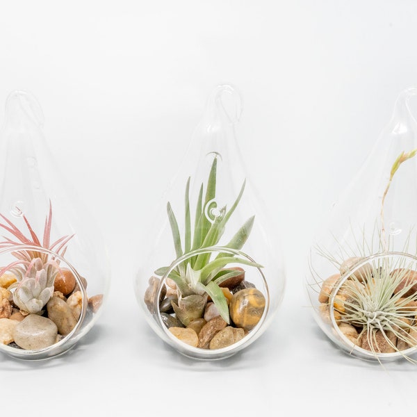 Glass Terrarium Etsy