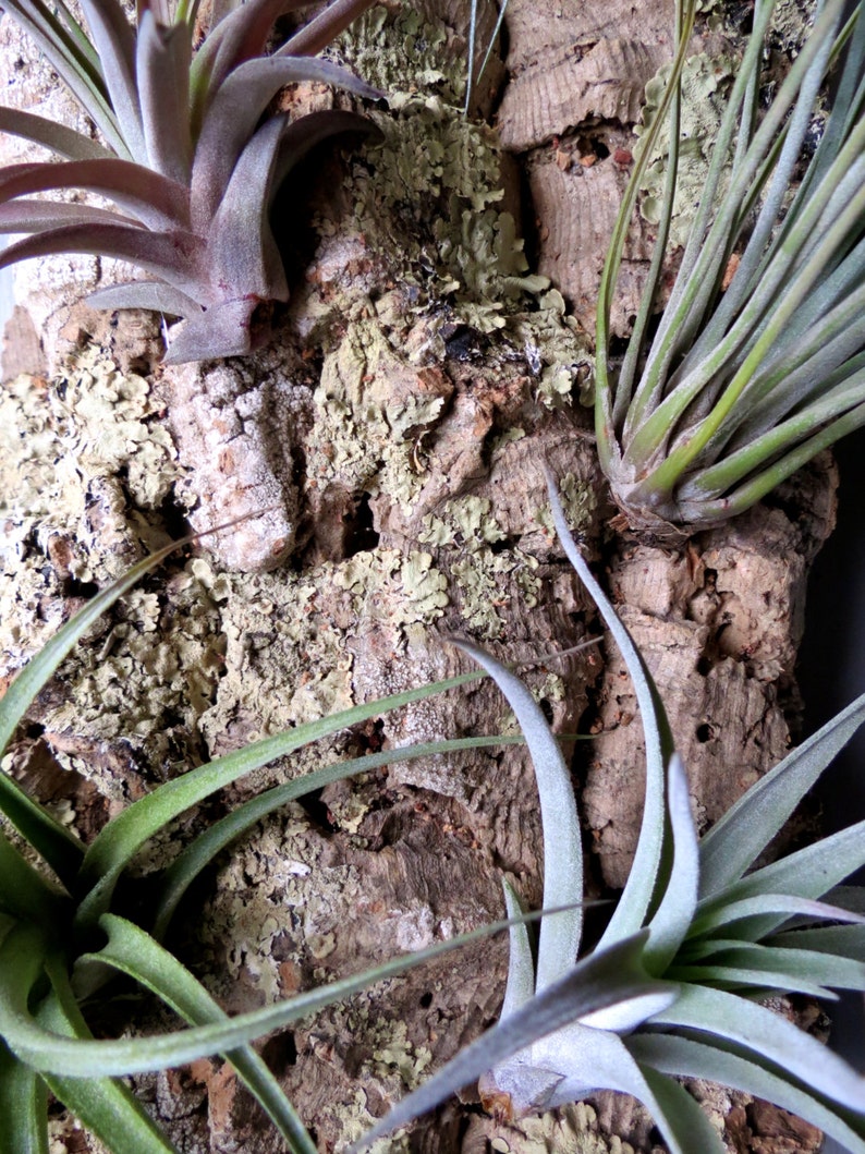 Vertical Garden with 5 Exotic Air Plants on Cork Bark L Etsy