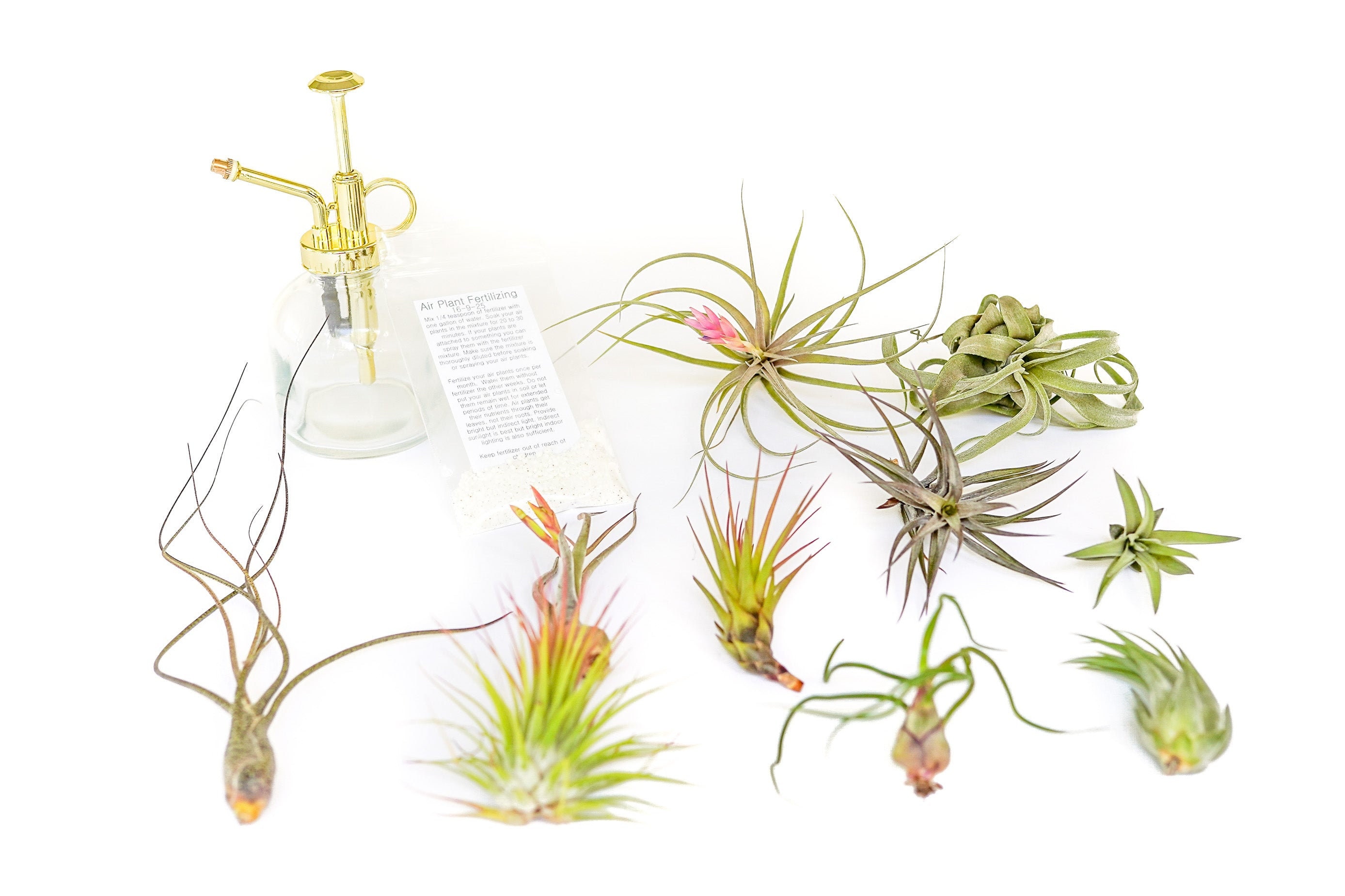 Air Plant Small Grab Bag –