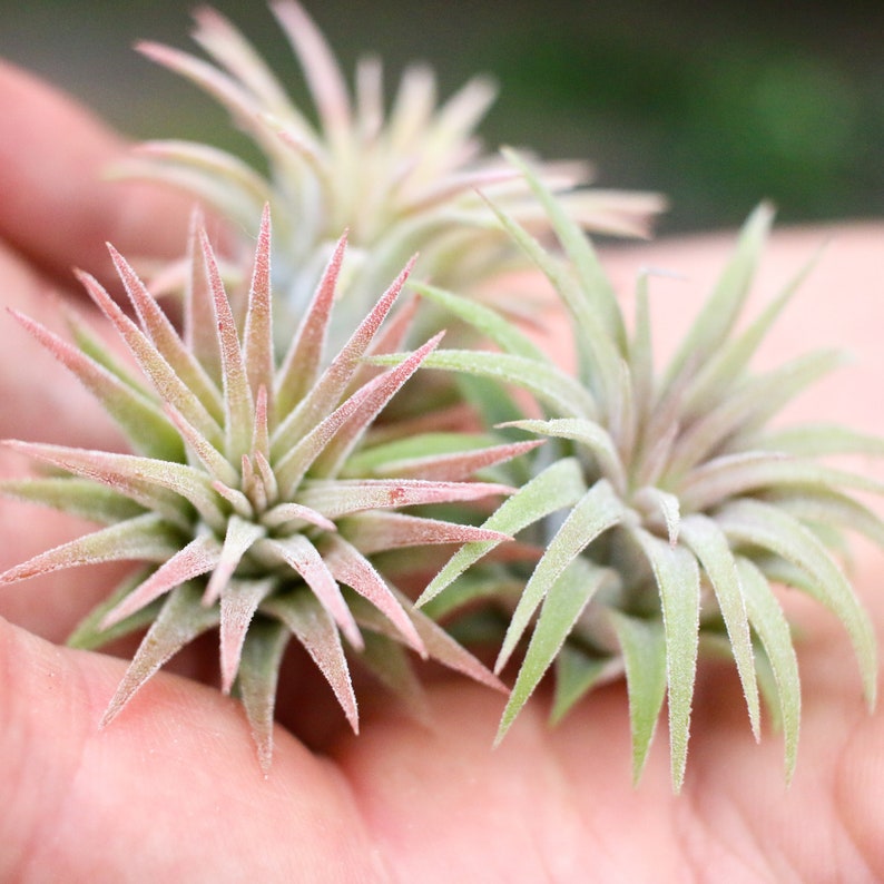 30 Day Guarantee Air Plants Wholesale 50 or 100 75 Packs of 25 Fast FREE Shipping Ionantha Mexican Air Plants Bulk