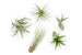 5 Pack - Air Plant - Elegant Collection - Set of 5  Plants - Fast FREE Shipping - 30 Day Guarantee - Air Plants for Sale 