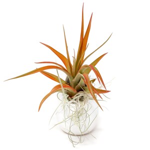 May include: A small air plant with orange and green leaves in a white ceramic pot. The plant is sitting on a white surface.