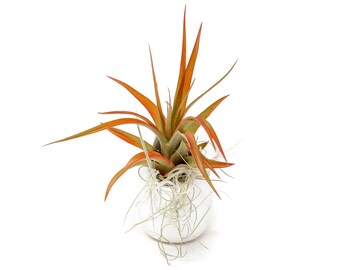 Hanging Air Plant Container - Small Ivory Ceramic Vase with Red Abdita Air Plant and Spanish Moss - Fast FREE Shipping - 30 Day Guarantee