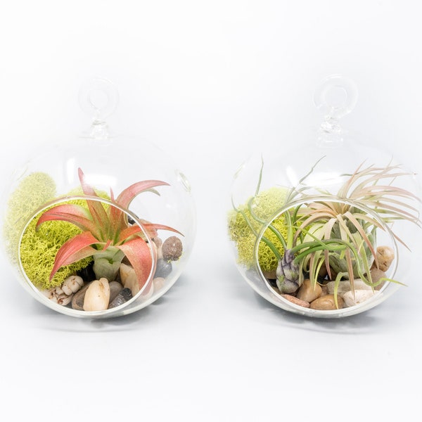 Air Plant Containers Etsy
