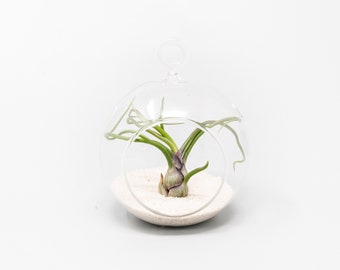 Hanging Mini Flat Bottom Beach Terrarium with Assorted Tillandsia (Black/White) - Fast FREE Shipping  30 Day Guarantee - Air Plants for Sale