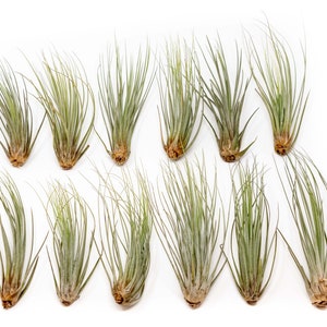 12 Air Plants Wholesale - Juncea Air Plant - Set of 12 Air Plants - Fast FREE Shipping - 30 Day Guarantee - Air Plants Bulk