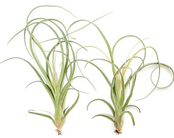 12 Air Plants Wholesale -  Tillandsia Curly Slim Air Plants - Large Variant - Set of 12 Air Plants - Fast FREE Shipping - 30 Day Guarantee