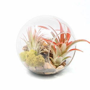 May include: A glass sphere terrarium with a variety of air plants, moss, and small stones. The air plants are green and red.