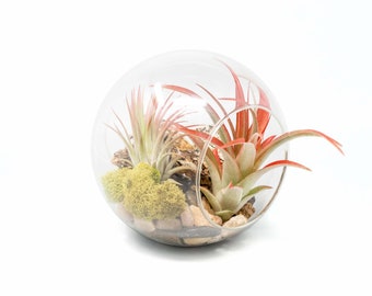 Large Glass Terrarium with Air Plants -  With Red Abdita & Ionantha Guatemala - Fast FREE Shipping - 30 Day Guarantee - Air Plant Terrarium