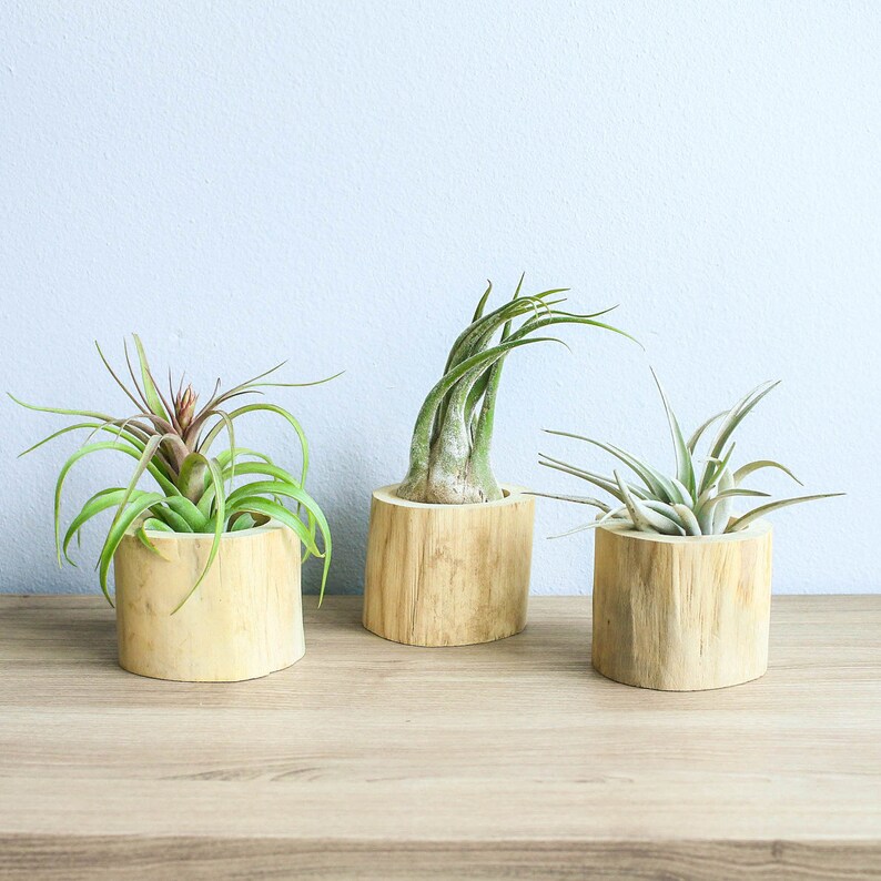 Set of 3 Driftwood Air Plant Containers with Custom Air