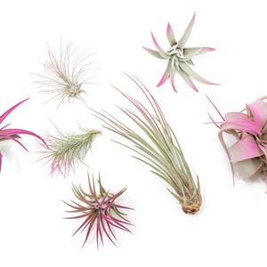 May include: A collection of six air plants, also known as tillandsia, in various shades of pink and green. The plants are arranged on a white background.