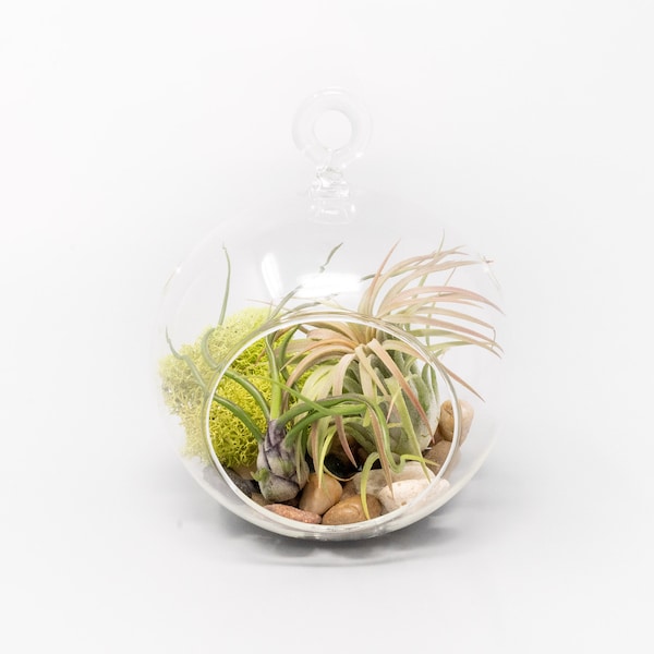 Air Plant Terrarium Etsy