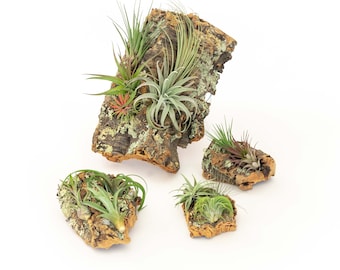 Cork Bark Air Plant Display with Assorted Tillandsia - Natural Cork Bark Measuring in Varying Sizes  - Fast FREE Shipping - Air Plant Holder