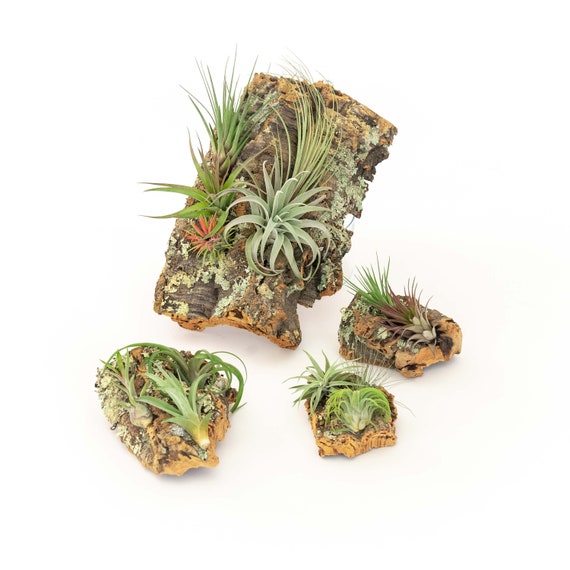 Présentoir de plantes aériennes en écorce de liège avec assortiment de  tillandsias écorce de liège naturel mesurant différentes tailles livraison  rapide gratuite support pour plante aérienne -  Canada