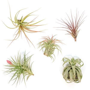 Collector's Choice Air Plant Variety Pack - Set of 10 LARGE Plants - Fast FREE Shipping - 30 Day Guarantee - Air Plants for Sale