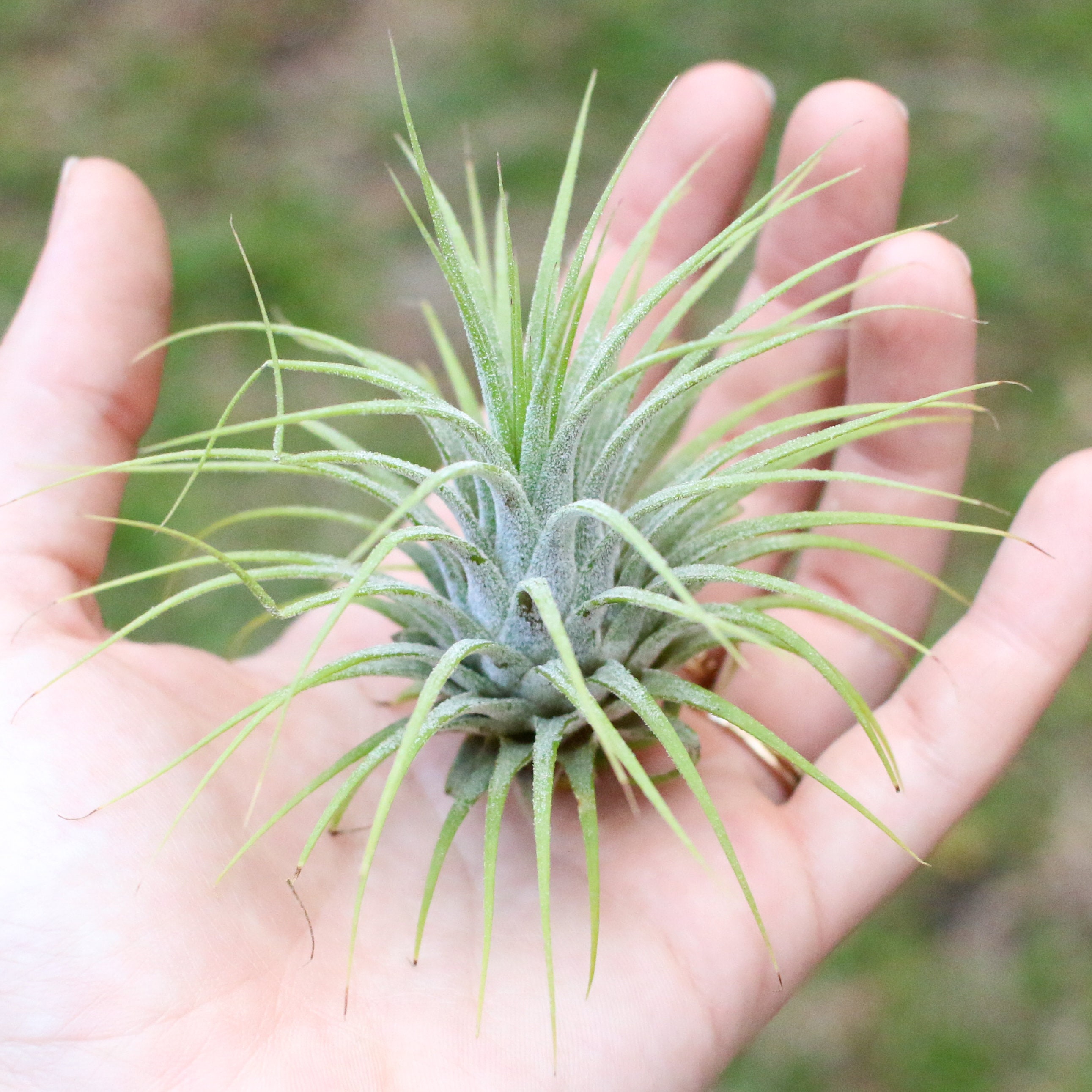 Тилландсия ionantha