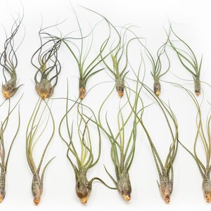 Packs of 25, 50, 75, or 100 - Air Plants Wholesale - Butzii Air Plants - Fast FREE Shipping - 30 Day Guarantee - Air Plants Bulk