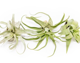 3 Pack of Large Pure Streptophylla Air Plants - Fast FREE Shipping - 30 Day Guarantee - Air Plants for Sale