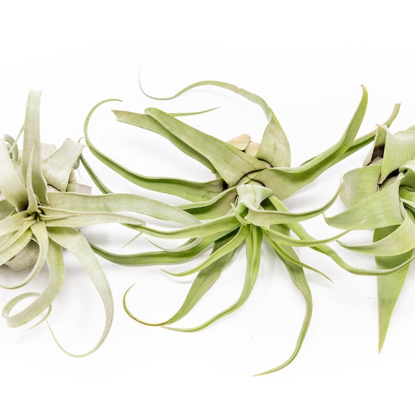 3 Pack of Large Tillandsia Streptophylla Air Plants - Fast FREE Shipping - 30 Day Guarantee