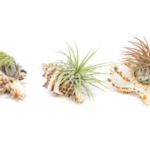 Ionantha Air Plant Container Longspine Murex Shell with Air Plant Fast FREE Shipping 30 Day Guarantee Air Plant Display Holder image 3