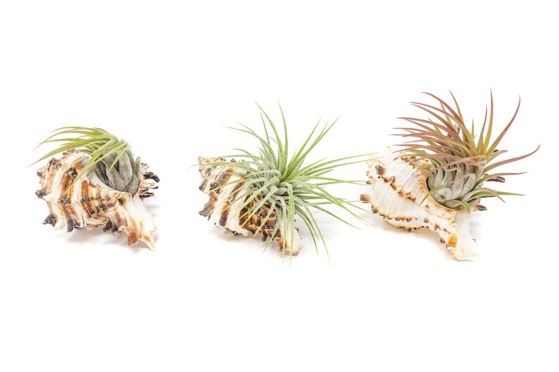 Ionantha Air Plant Container Longspine Murex Shell with Air Plant Fast FREE Shipping 30 Day Guarantee Air Plant Display Holder image 3