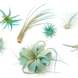 May include: A collection of seven air plants in various shapes and sizes. The plants are a light green color with blue-green tips. The plants are arranged on a white background.