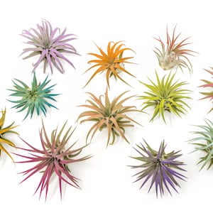 Color Enhanced - Tillandsia Ionantha Rubra Air Plants - Colorful - 30 Day Guarantee - Fast Free Shipping