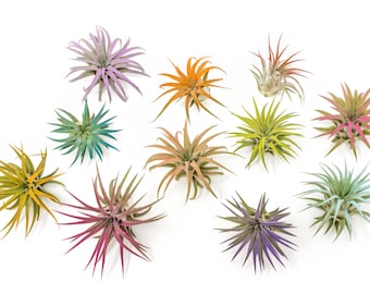 Color Enhanced - Tillandsia Ionantha Rubra Air Plants - Colorful - 30 Day Guarantee - Fast Free Shipping