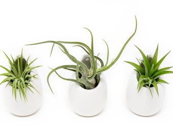 12 Air Plants Wholesale with Container - Large Ivory Ceramic Vases + Air Plants - Fast FREE Shipping - 30 Day Guarantee - Air Plant Holder