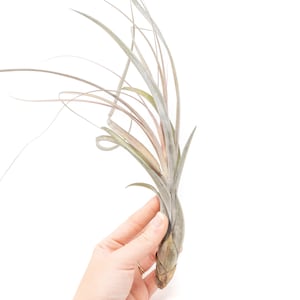 May include: An air plant with long, slender, gray-green leaves and a bulbous base. The plant has a delicate appearance, with some leaves curling gracefully. The plant is held by a hand against a white background.