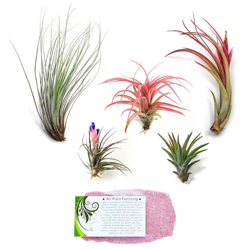 5 Pack Air Plant Elegant Collection Set of 5 Plants 1 Etsy