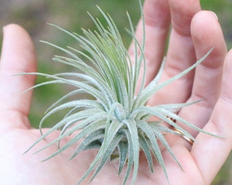 3 Pack - Air Plant - Tillandsia Magnusiana Air Plants - Set of 3 - Fast FREE Shipping - 30 Day Guarantee - Air Plants for Sale