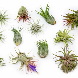 May include: A collection of 11 air plants, also known as Tillandsia, in various sizes and colors. The plants are arranged on a white background. Some of the plants have green leaves, while others have reddish-brown leaves. One plant has a purple flower.