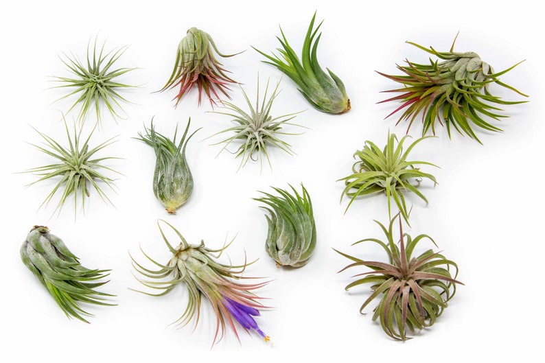 May include: A collection of 11 air plants, also known as Tillandsia, in various sizes and colors. The plants are arranged on a white background. Some of the plants have green leaves, while others have reddish-brown leaves. One plant has a purple flower.