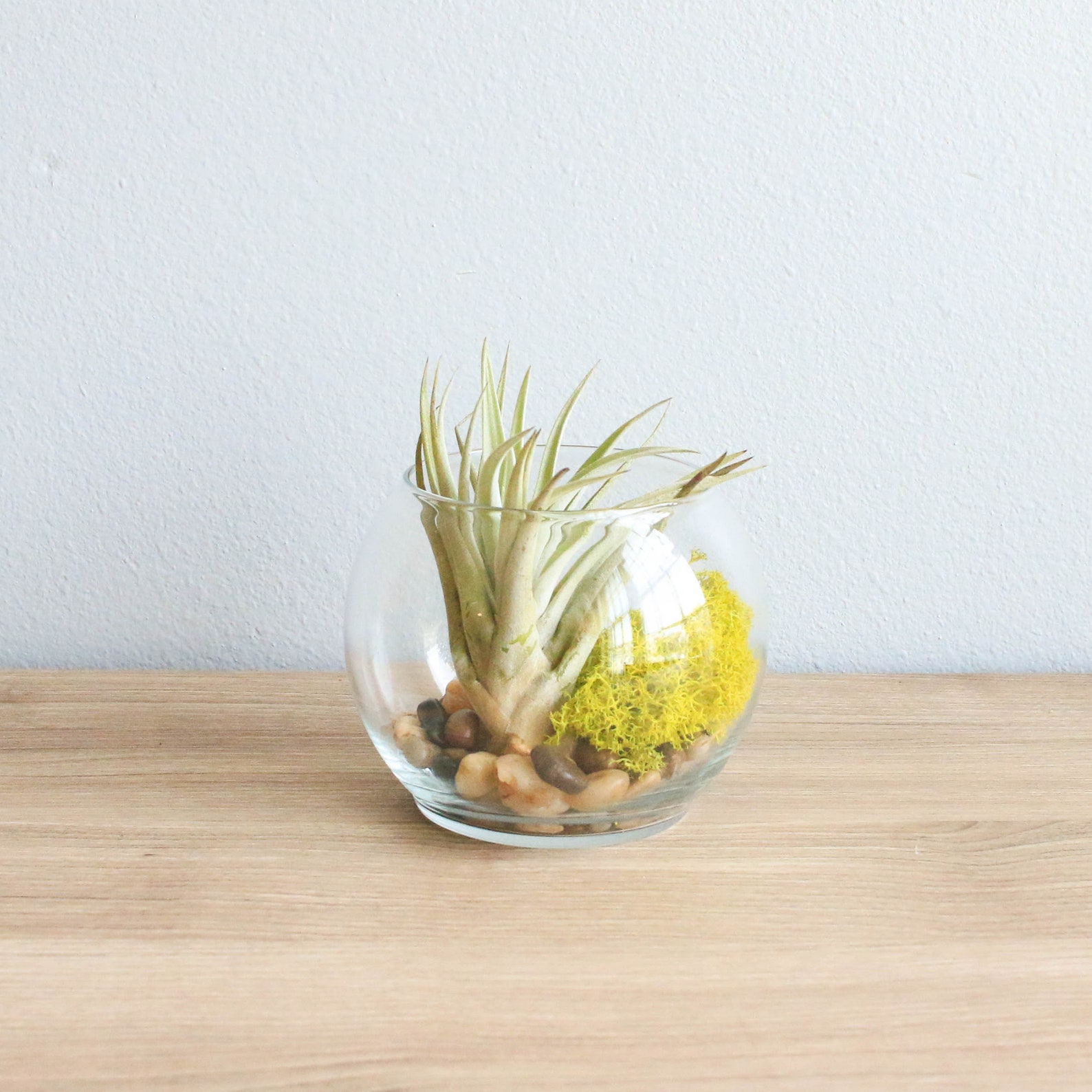 12 Bubble Terrariums Air Plants in Glass Terrariums Bulk / Etsy