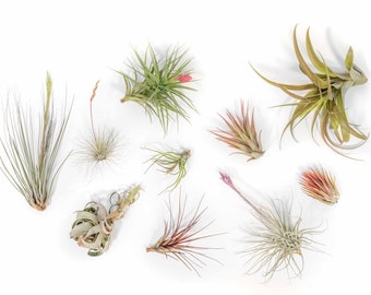 10 Pack - Air Plant - Tillandsia Air Plant Color, Blush & Bud Pack - Fast FREE Shipping - 30 Day Guarantee - Air Plants for Sale