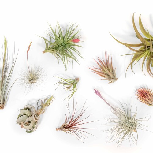 Tillandsia Chaetophylla Air Plants Etsy