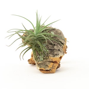 Cork Bark Chunk with Assorted Tillandsia Air Plant - Fast FREE Shipping - 30 Day Guarantee - Live Air Plant Wall Hanging