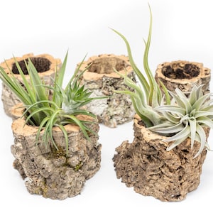 12 Wholesale Natural Cork Bark Planters with Tillandsia Air Plants - Fast FREE Shipping - 30 Day Guarantee