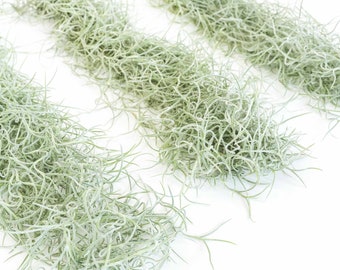 12 Large Clumps - Colombia Thick Spanish Moss (Tillandsia usneiodes) - Set of 12 Strands - Fast FREE Shipping - 30 Day Guarantee