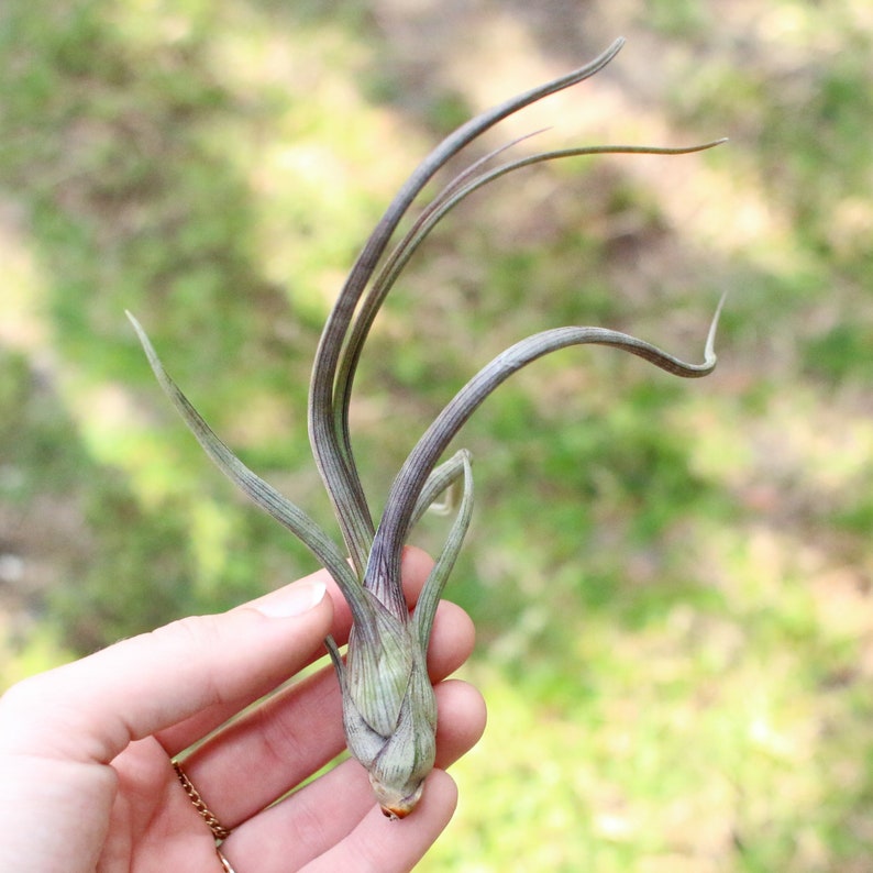 AirPlantSupply Tillandsia Baileyi Air Plant - Thumbnail 5
