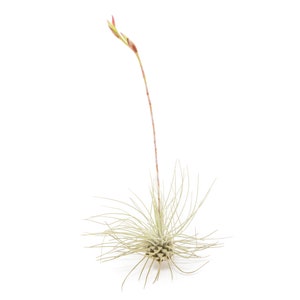 12 Air Plants Wholesale - Argentea Thin Air Plants - Set of 12 Air Plants - Fast FREE Shipping - 30 Day Guarantee - Air Plants Bulk