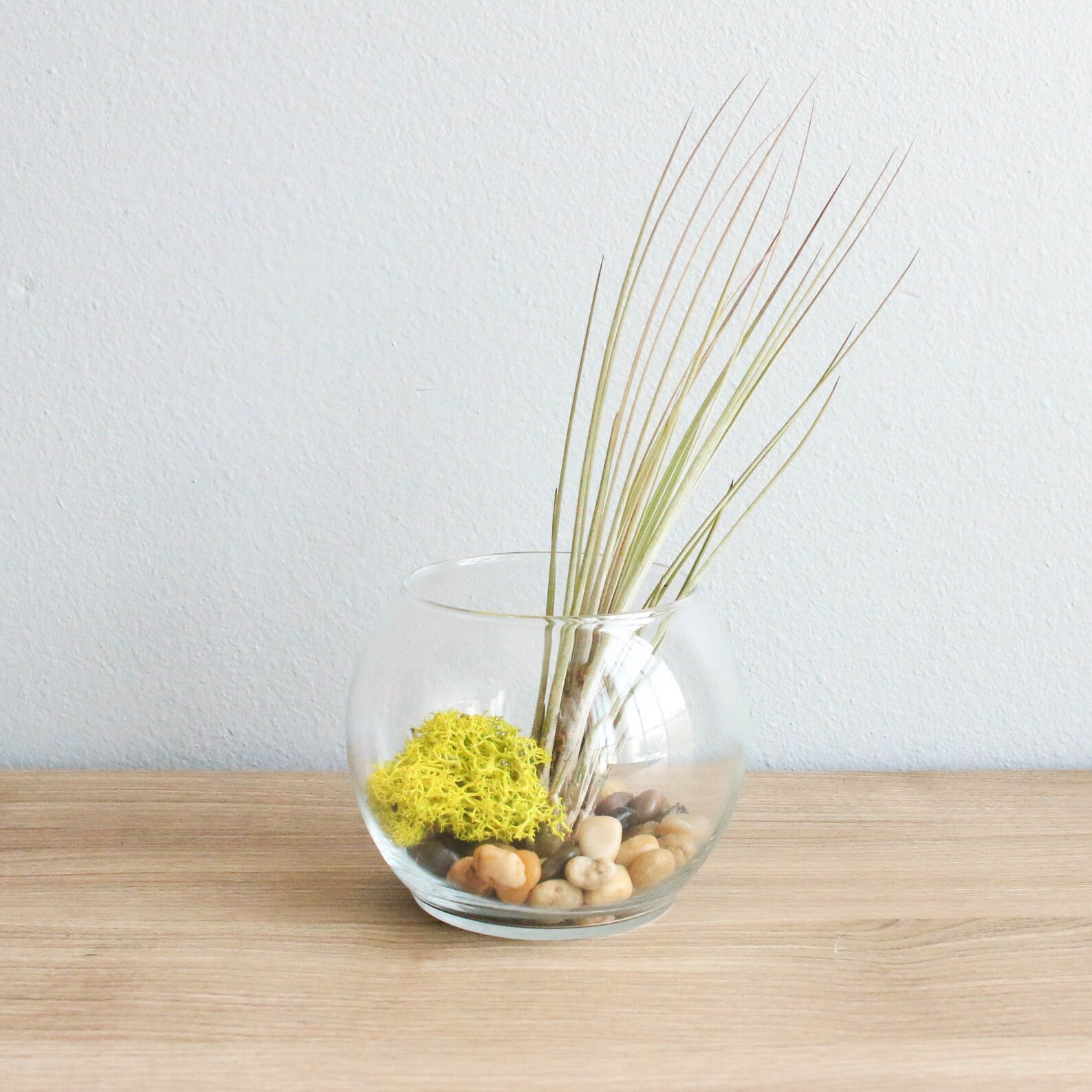 12 Bubble Terrariums Air Plants in Glass Terrariums Bulk / Etsy