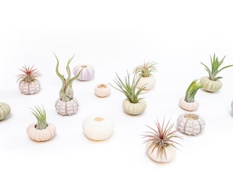 Sets of 25, 50, 75, or 100 - Wholesale Variety of Sea Urchin Holders with Tillandsia Ionantha Air Plants - FREE Shipping - 30 Day Guarantee