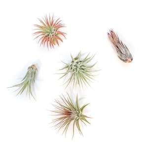 May include: Five air plants, also known as tillandsia, are arranged on a white background. The plants are in various sizes and shapes, with some having a reddish hue.