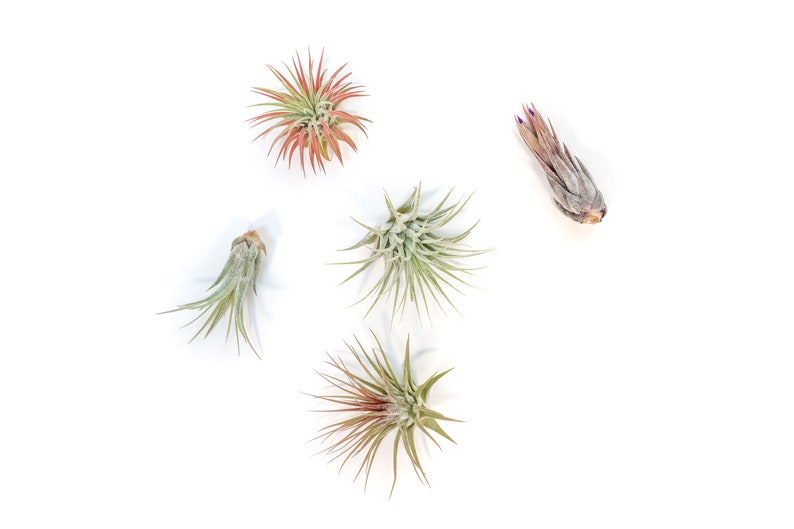 May include: Five air plants, also known as tillandsia, are arranged on a white background. The plants are in various sizes and shapes, with some having a reddish hue.