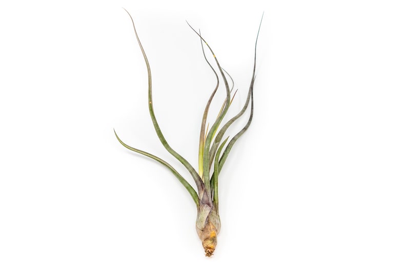 AirPlantSupply Tillandsia Baileyi Air Plant