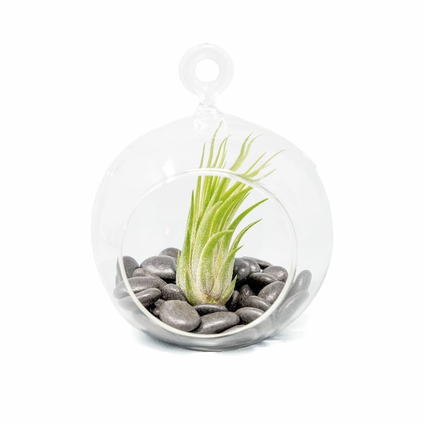 Hanging Air Plant Terrarium - Flat Bottom  Terrarium With Black Stones and Ionantha - FREE Shipping - 30 Day Guarantee - Air Plants for Sale