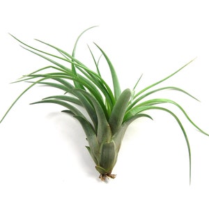 May include: A vibrant green air plant with long, slender leaves extending outwards. The plant has a bulbous base and a cluster of leaves, showcasing a natural, organic form. The air plant is set against a clean white background.