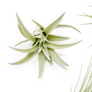 12 Air Plants Wholesale The Elegant Collection Set of 12 Air Plants Fast FREE Shipping 30 Day Guarantee Air Plants Bulk image 4